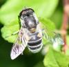 Eristalis arbustorum